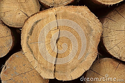 Many Big Pine Wood logs In Large Woodpile Background Texture Stock Photo