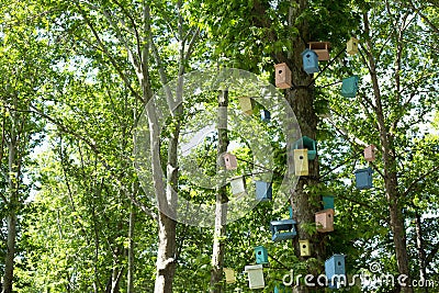 Many Birdhouses of different colors on the tree Stock Photo