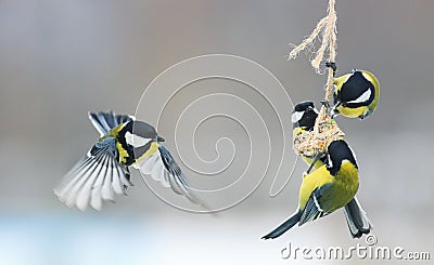 Many birds chickadees hanging on a piece of bacon on the trough Stock Photo