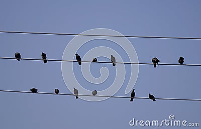 Many birds on the electric wires Stock Photo