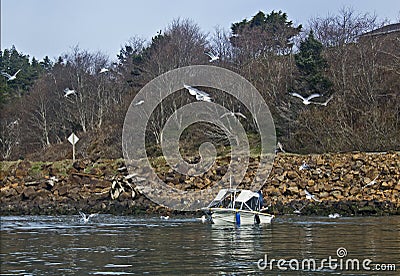 Many Birds Flying Around Small Boat On Lake Stock Photo