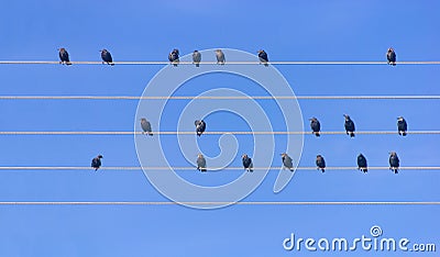 Many birds sitting at wires Stock Photo