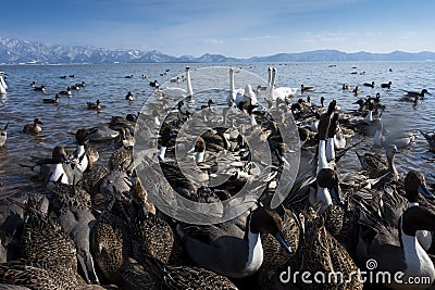 Many of birds wide life are in the lake in Fukushima, Japan Stock Photo