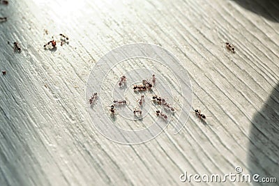 Many black ants on floor at home. Pest control Stock Photo