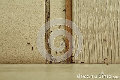 Many black ants on floor at home, top view. Pest control Stock Photo