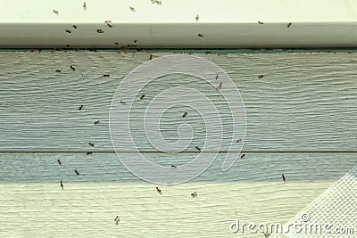 Many black ants on floor at home. Pest control Stock Photo