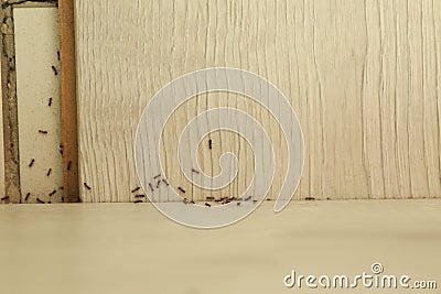 Many black ants on floor at home. Pest control Stock Photo