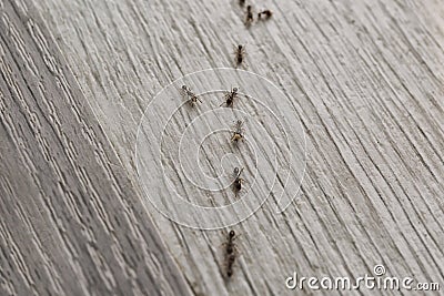 Many black ants on floor. Pest control Stock Photo