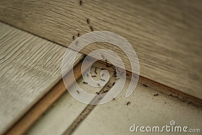 Many black ants on floor. Pest control Stock Photo