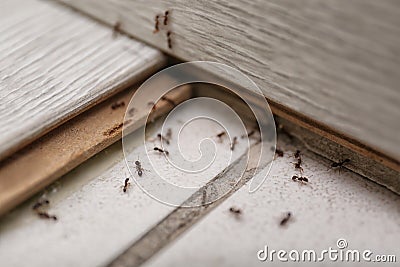 Many black ants on floor. Pest control Stock Photo