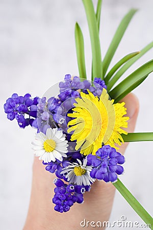 Small bouquet with blue muscari ,daisy and yellow dandelion with leafs in hands. Stock Photo
