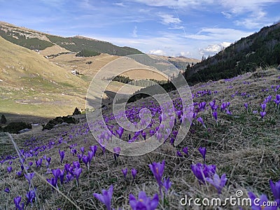 Blossomed crocuses on alpine valley in Romania Stock Photo