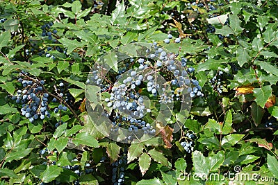 Many blue berries of Mahonia aquifolium Stock Photo