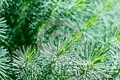 Many branches of coniferous ornamental plants with green needles. Stock Photo
