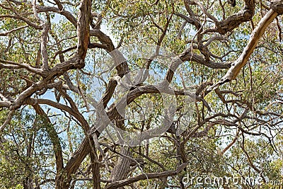 Many branches of stringybark, Eucalyptus growing in the forest i Stock Photo