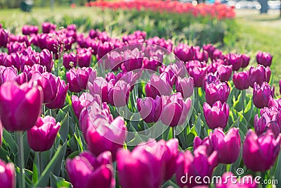 Many bright colourful purple tulips flowering on spring flower garden Stock Photo