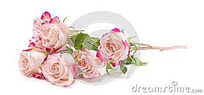 Bright fuchsia bush roses soft against white background Stock Photo