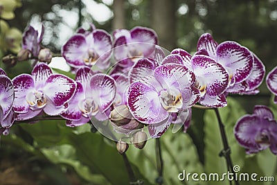 Many bright orchids Stock Photo