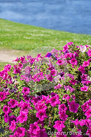 Many bright pink flowers of the surfium Stock Photo