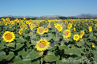 Sunflowers field Stock Photo