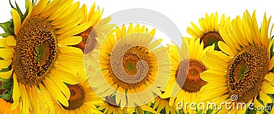 Many bright sunflowers on white. Banner design Stock Photo