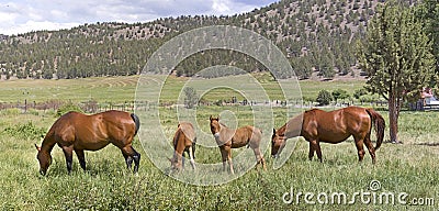 Many Brown Horses in Field Panorama Stock Photo