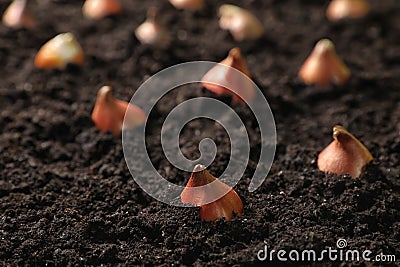 Many brown tulip bulbs planted in soil Stock Photo