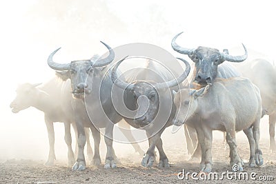 Many buffalo herds in the southern provinces of Thailand Stock Photo