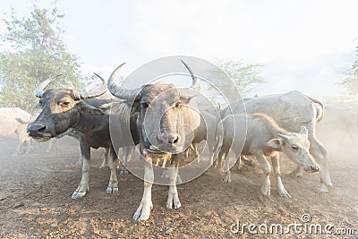 Many buffalo herds in the southern provinces of Thailand Stock Photo