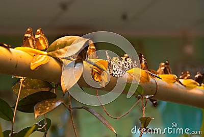 Many butterflies Stock Photo