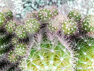 Many cacti Stock Photo