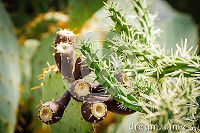Many cacti fruits on long stems cactus with small needles Stock Photo