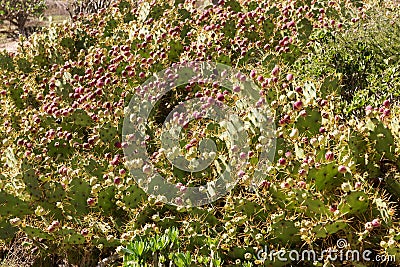 Many cacti. Lanzarote. Canary Islands Stock Photo