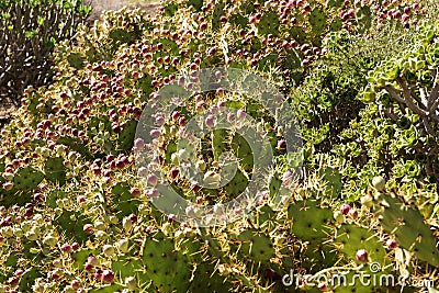 Many cacti. Lanzarote. Canary Islands Stock Photo