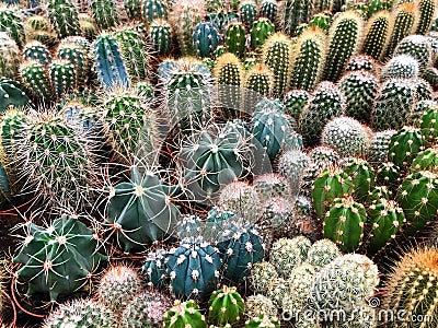 Many cacti in plant store / miniature cactus plants Stock Photo