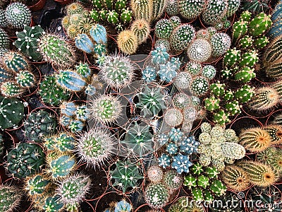 Many cacti in plant store / miniature cactus plants Stock Photo