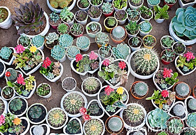 Many cacti in pots Stock Photo