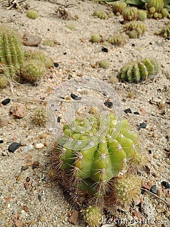 Many cacti on the sand Stock Photo