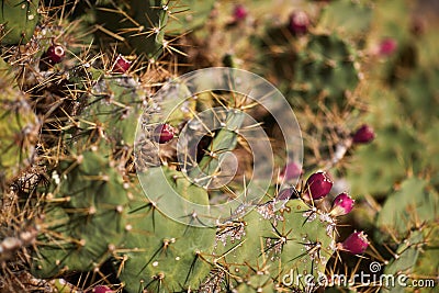 Many cacti, tenerife Stock Photo