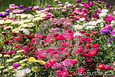 Many Callistephus flowers red pink white, flower garden, background horizontal. Daisy asters of different colors Stock Photo