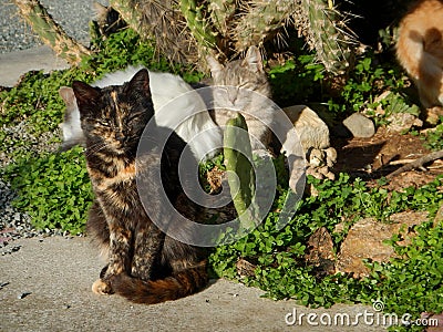 Many cats half domesticated in cyprus Stock Photo