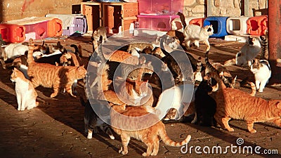 Many cats half domesticated in cyprus Stock Photo