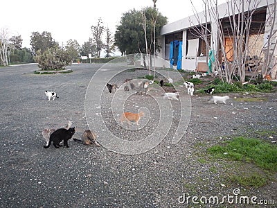 Many cats half domesticated in cyprus Stock Photo