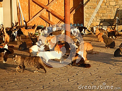 Many cats half domesticated in cyprus Stock Photo