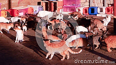 Many cats half domesticated in cyprus Stock Photo