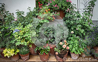 Many clay flowerpots with blooming plants at the wall . Ornamental backyard garden Stock Photo