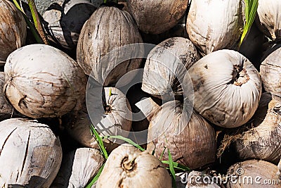 Many coconuts on the beach Stock Photo