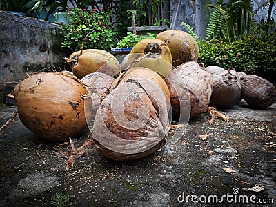 Many Coconuts In The Market. Lots of fresh green coconut. Pile of old coconut. Stock Photo