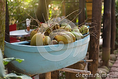 Many coconuts with roots lie in a blue ornamental boat, an outdoor park Stock Photo