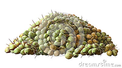 Many coconuts on white background. Stock Photo